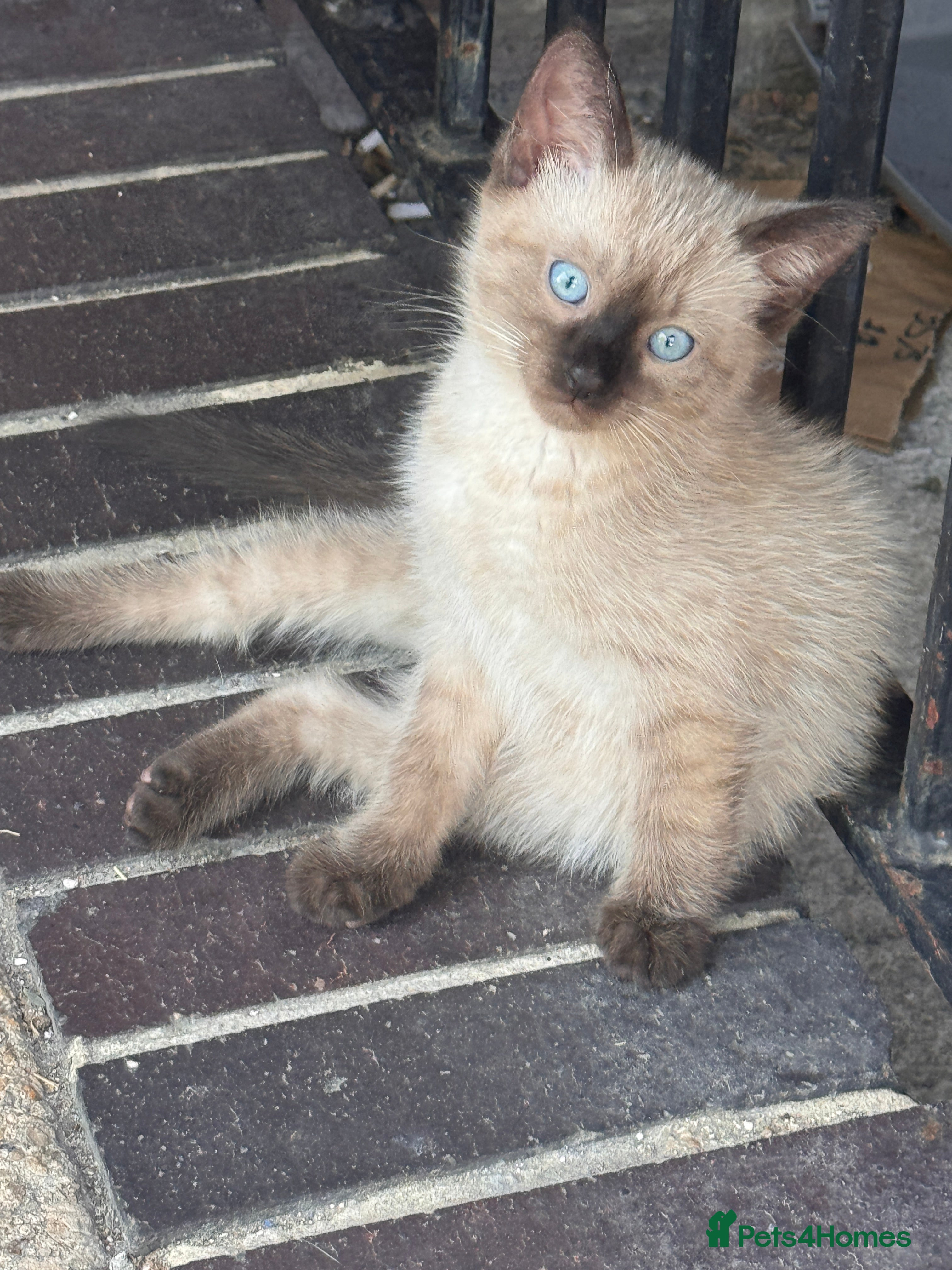 Ragamese cats Stunning ragamese kittens  - Advert 2