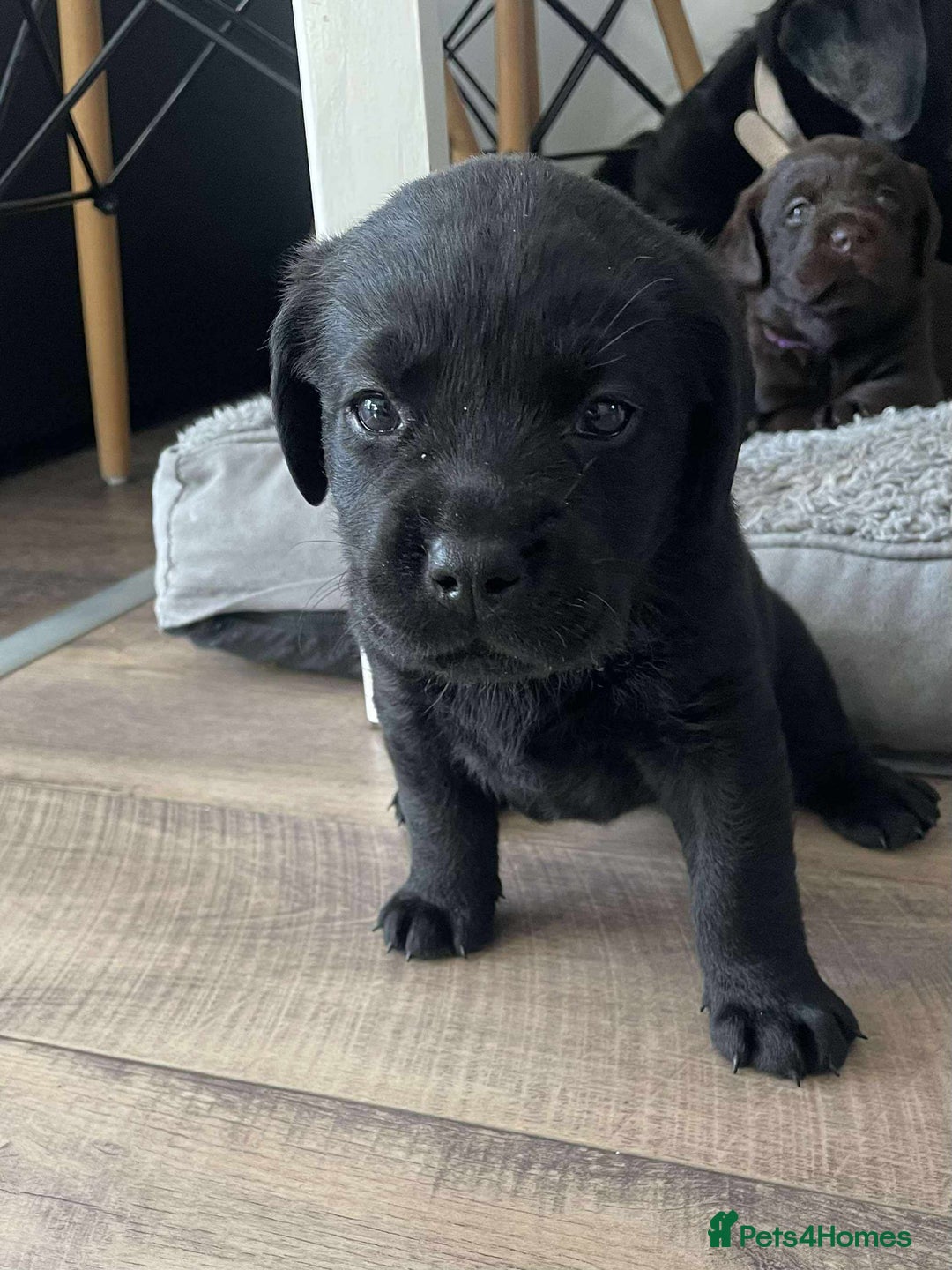 Labrador Retriever dogs for sale: Healthy Labrador Puppies Looking for Forever Homes - Advert 15