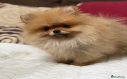 Pomeranian dogs for sale: Fabulous Pomeranian Girl Puppies  - Image 17