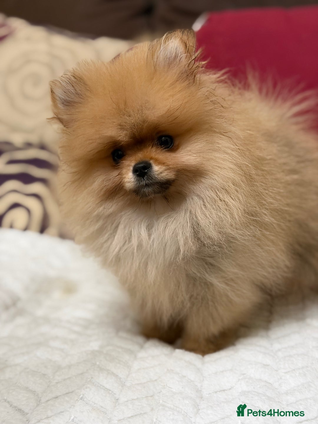 Pomeranian dogs for sale: Fabulous Pomeranian Girl Puppies  - Image 17