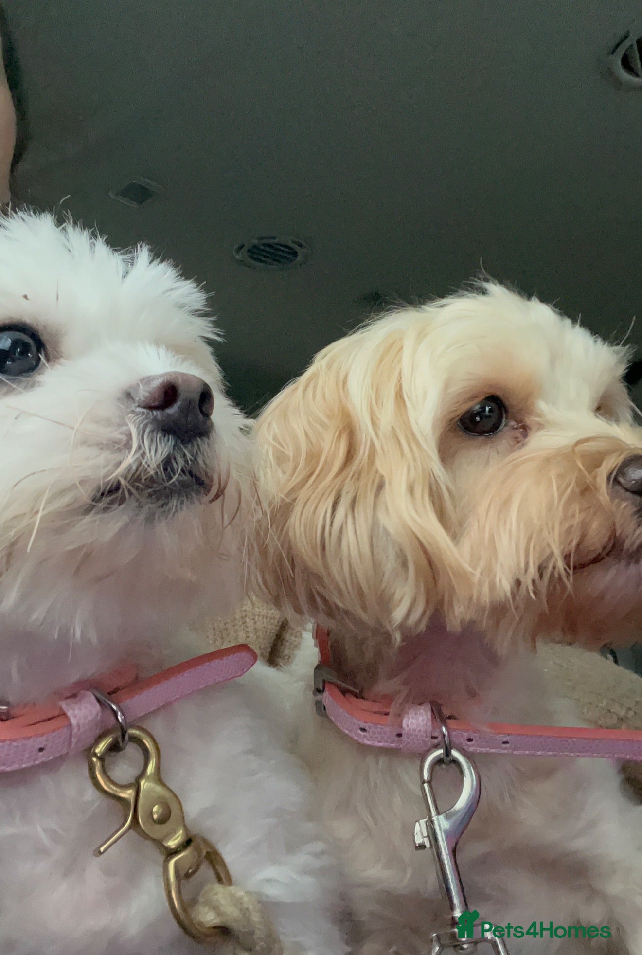 Maltese dogs 🌸 Adorable mature Ladies 🌸 - Advert 1