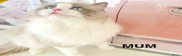 Ragdoll cats for sale: INDOOR GCCF REGISTERED RAGDOLL KITTENS - Advert 33