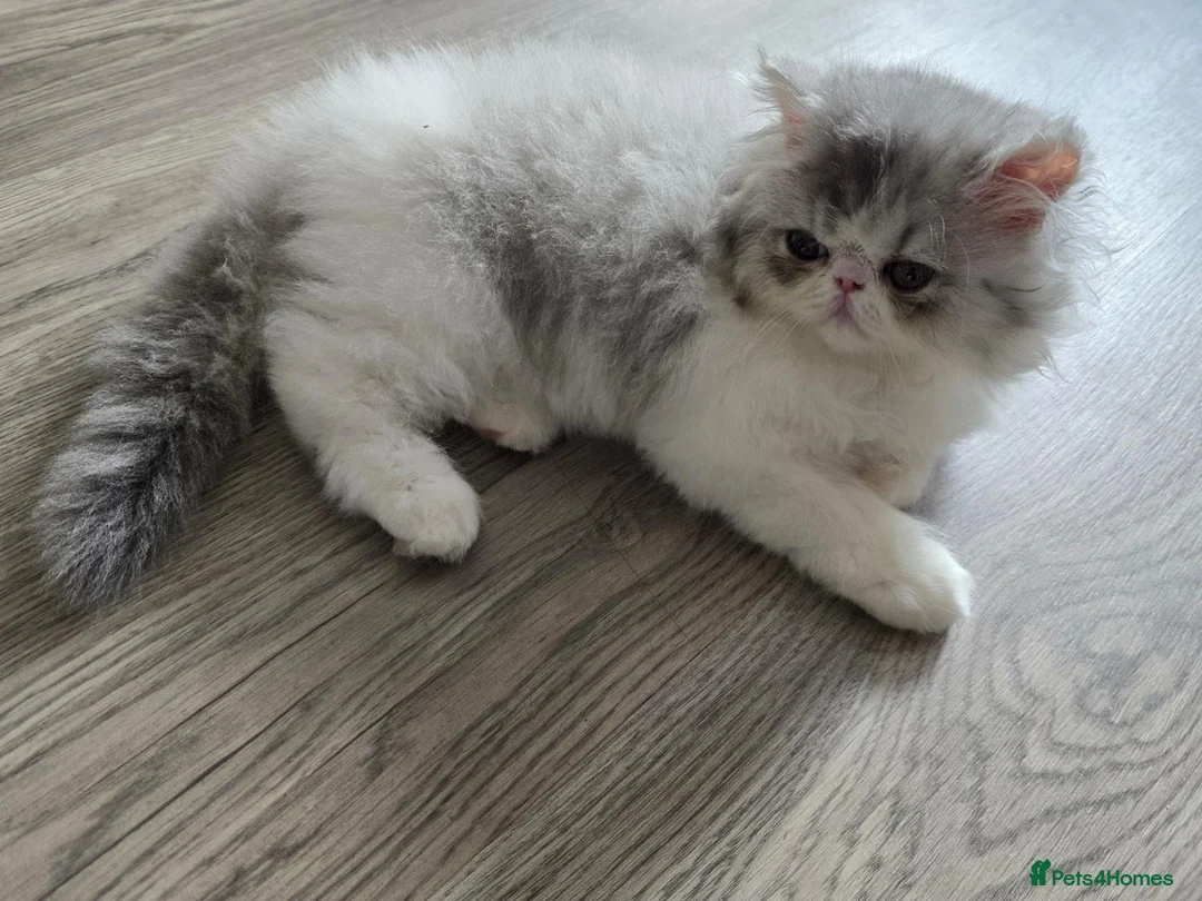 Persian cats for sale: Cute Silver Tabby PERSIAN Kitten for Sale | Loving - Advert 23