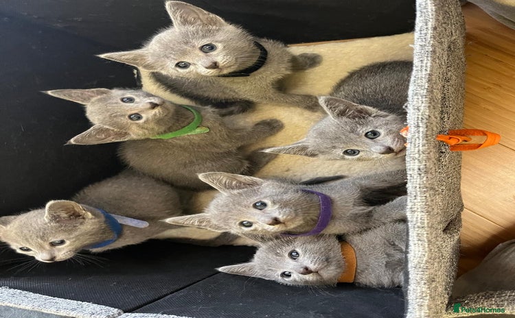 Russian Blue cats - Advert 3