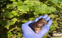 Snails invertebrates for sale: Giant African land snails young adults  - Image 3