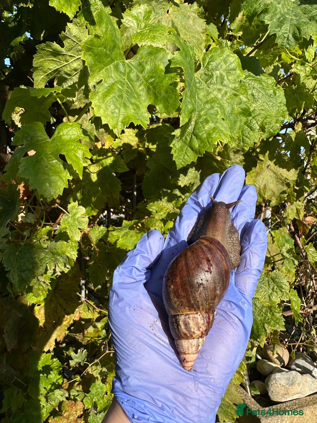 Snails invertebrates for sale: Giant African land snails young adults  - Image 3