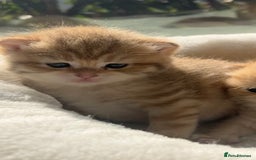 British Shorthair cats for sale: TICA Reg Beautiful Golden & Golden Tabby Bsh  - Image 14
