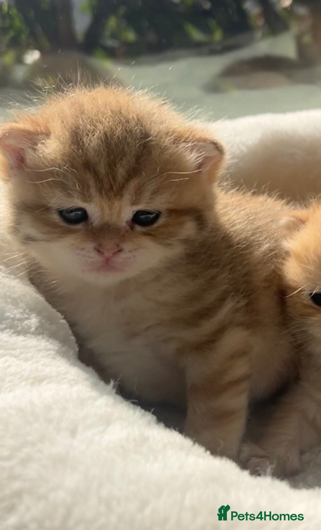 British Shorthair cats for sale: TICA Reg Beautiful Golden & Golden Tabby Bsh  - Image 14