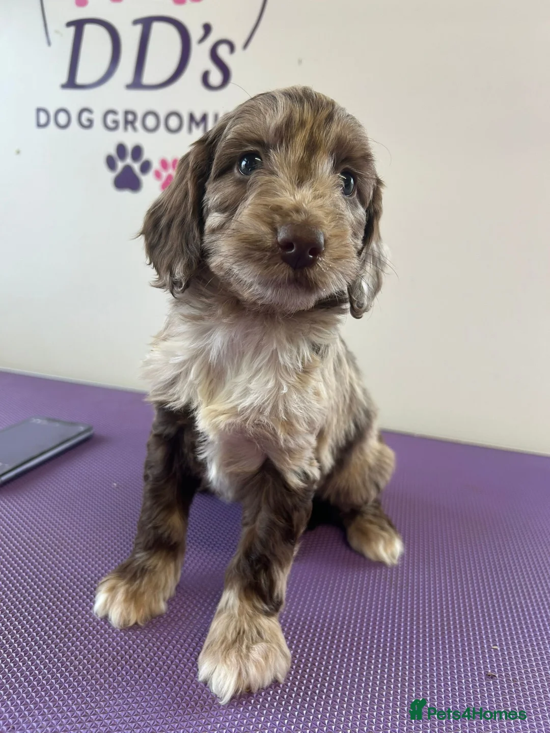 Cockapoo dogs for sale: Cockapoo puppies  - Advert 18