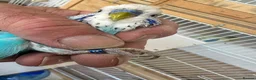 Budgerigars birds for sale: Budgies for sale  in Spalding - Advert 12