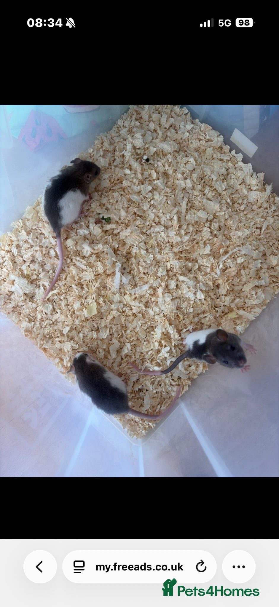 Rat rodents Beautiful rats for sale  - Advert 1