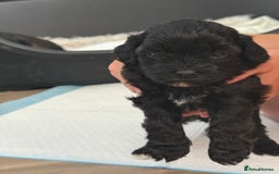 Yorkiepoo dogs for sale: Yorkiepoos - Image 8