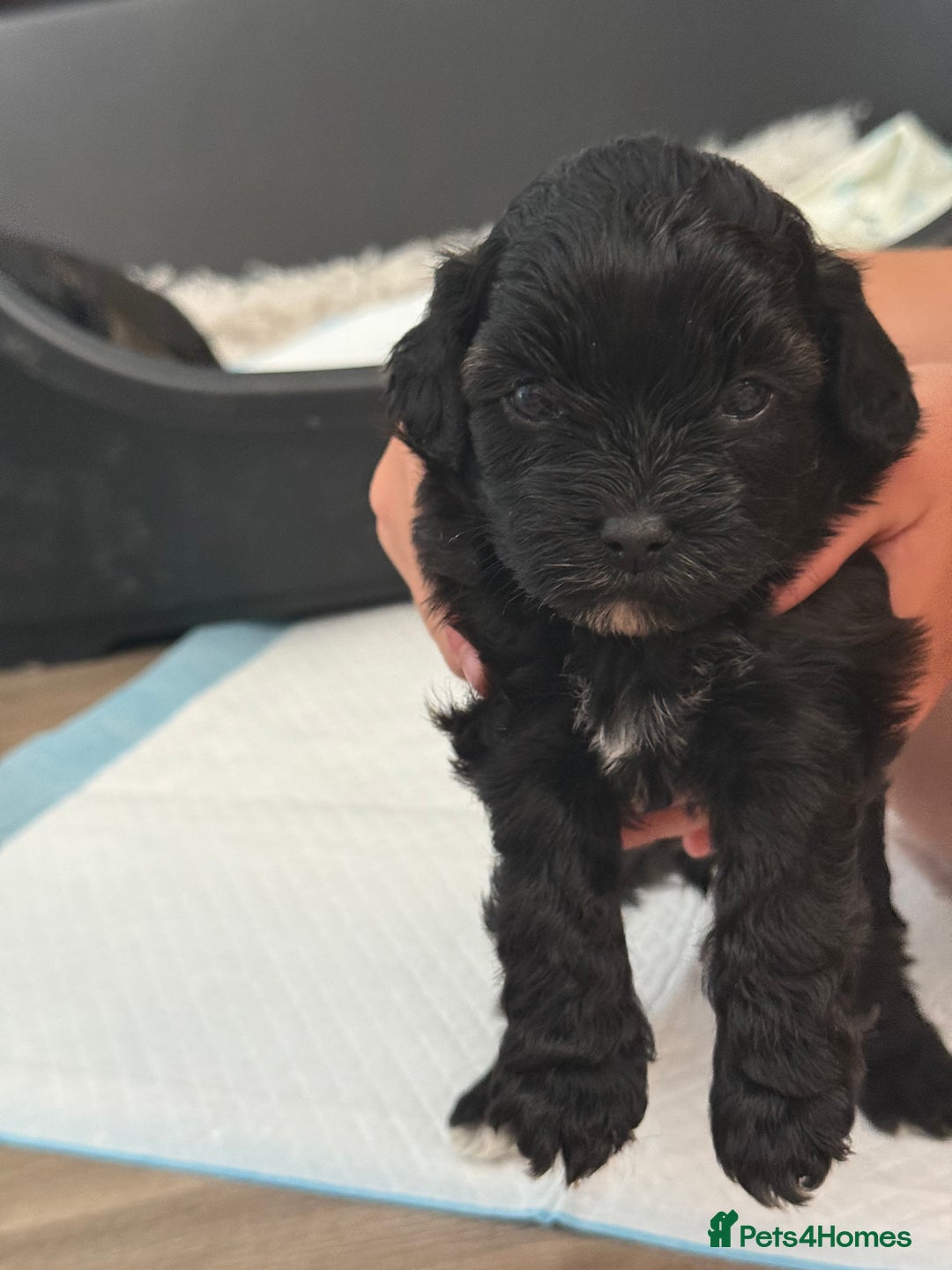 Yorkiepoo dogs for sale: Yorkiepoos - Image 8