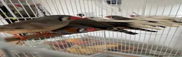 Finches birds for sale: Zebra finches and diamond doves  - Advert 2