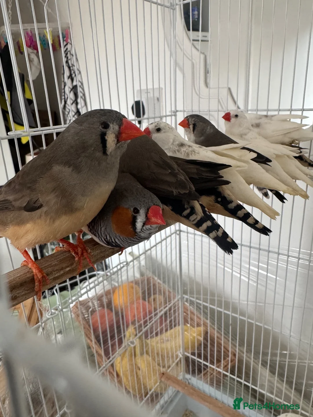 Finches birds for sale: Zebra finches and diamond doves  - Advert 2