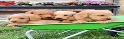 Mini Goldendoodle dogs for sale: 🐶 MINI GOLDENDOODLES 🐶 - Advert 4