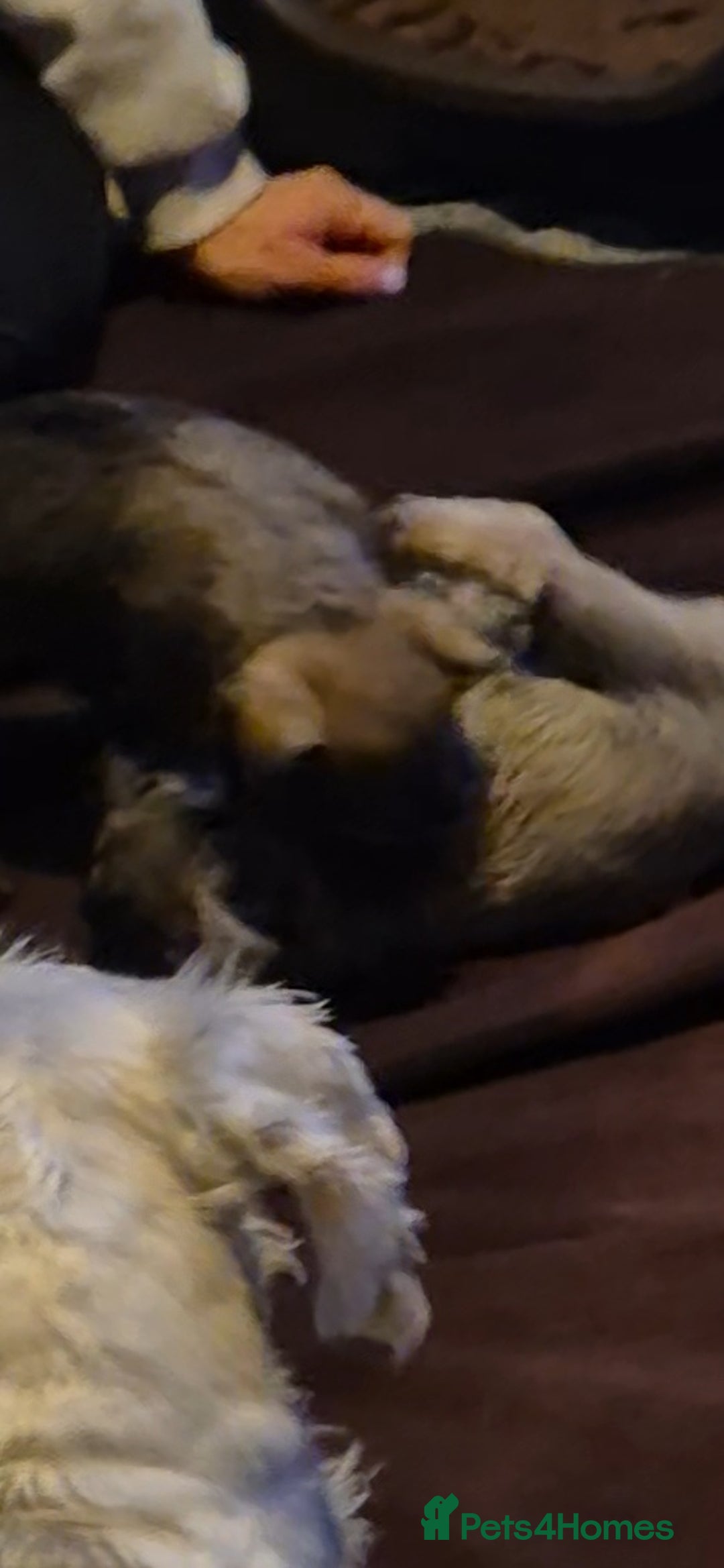 Miniature Schnauzer dogs for sale: Miniature Schnauzer puppies kc reg Ready to view - Image 15