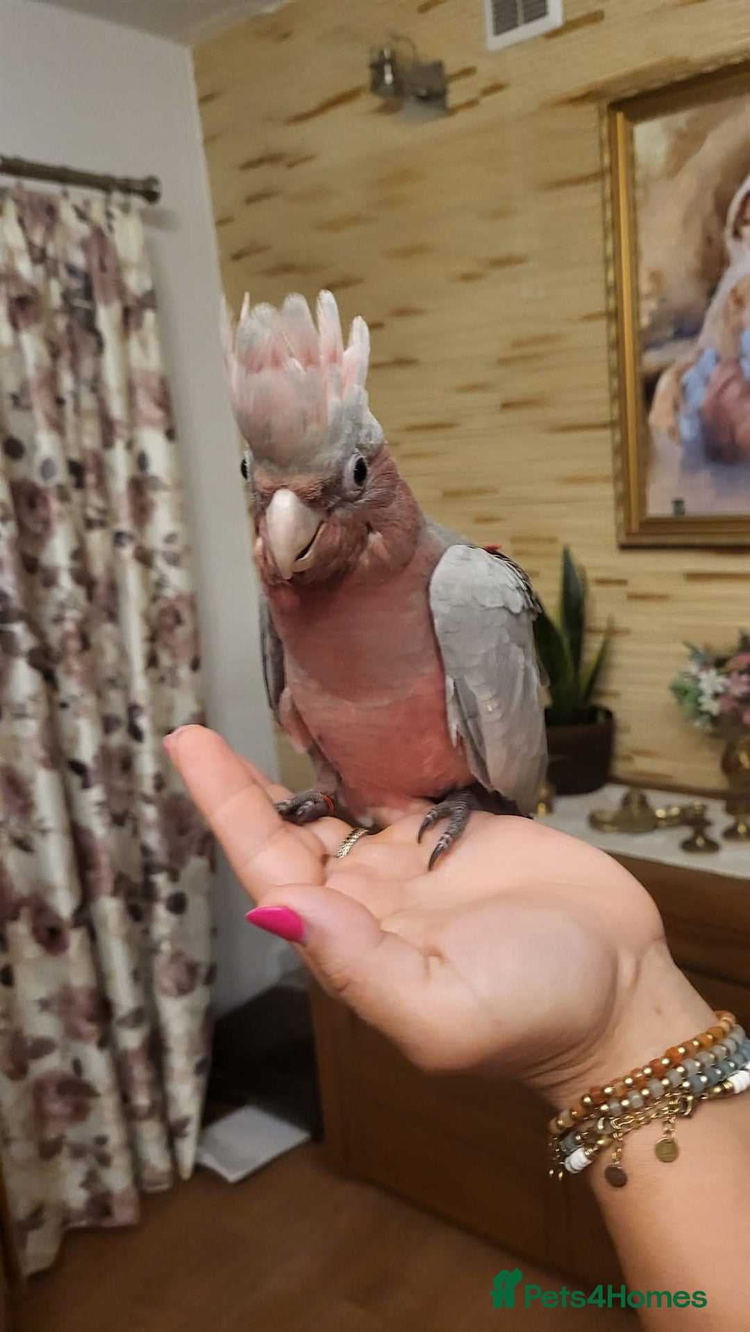 Cockatoo birds for sale: Galah cockatoos babies DNA tested  - Advert 1