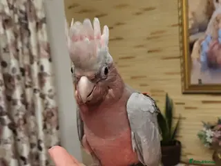 Cockatoo birds Galah cockatoos babies DNA tested - Advert 2