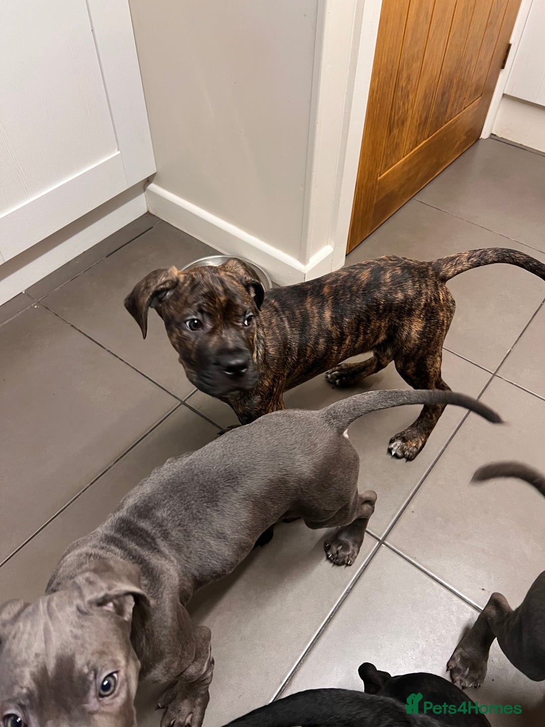 Cane Corso dogs for sale: 🐾 Majestic Cane Corso Puppies –Loyal Guardians 🐾 - Advert 6