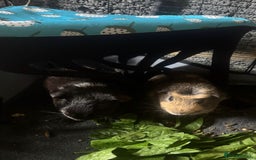 Guinea Pig rodents for sale: 3 male guinea pigs - Image 2