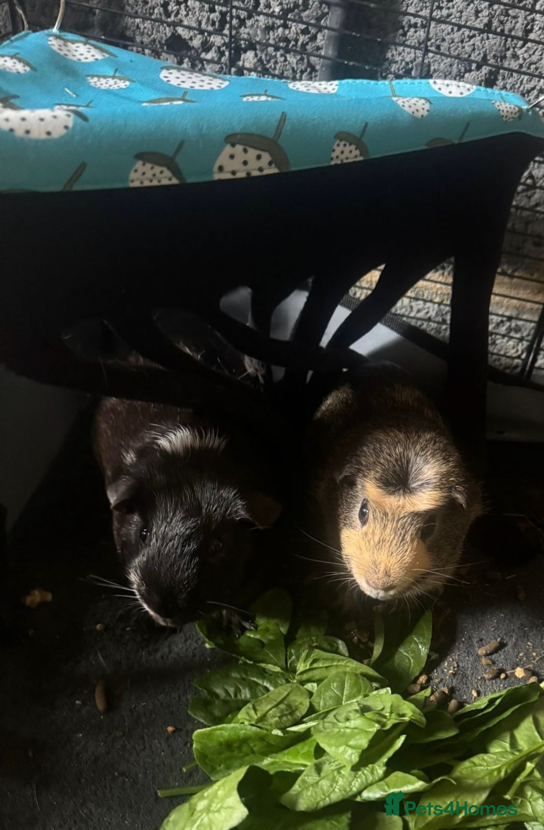 Guinea Pig rodents for sale: 3 male guinea pigs - Image 2
