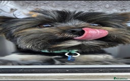 Yorkshire Terrier dogs for stud: Yorkshire terrier for stud - Image 2