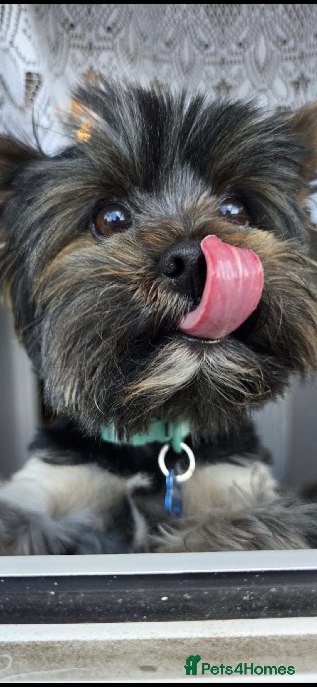 Yorkshire Terrier dogs for stud: Yorkshire terrier for stud - Image 2