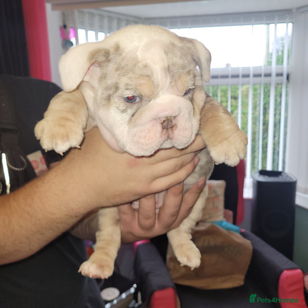 English Bulldog dogs for sale: English Bulldog puppies  - Image 12