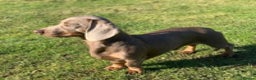 Miniature Dachshund dogs for stud: KC Reg Isabella & tan carrying long hair / pied in Welwyn - Advert 15