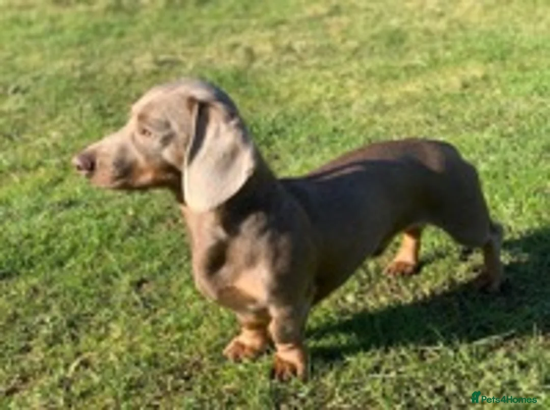 Miniature Dachshund dogs for stud: KC Reg Isabella & tan carrying long hair / pied in Welwyn - Advert 15