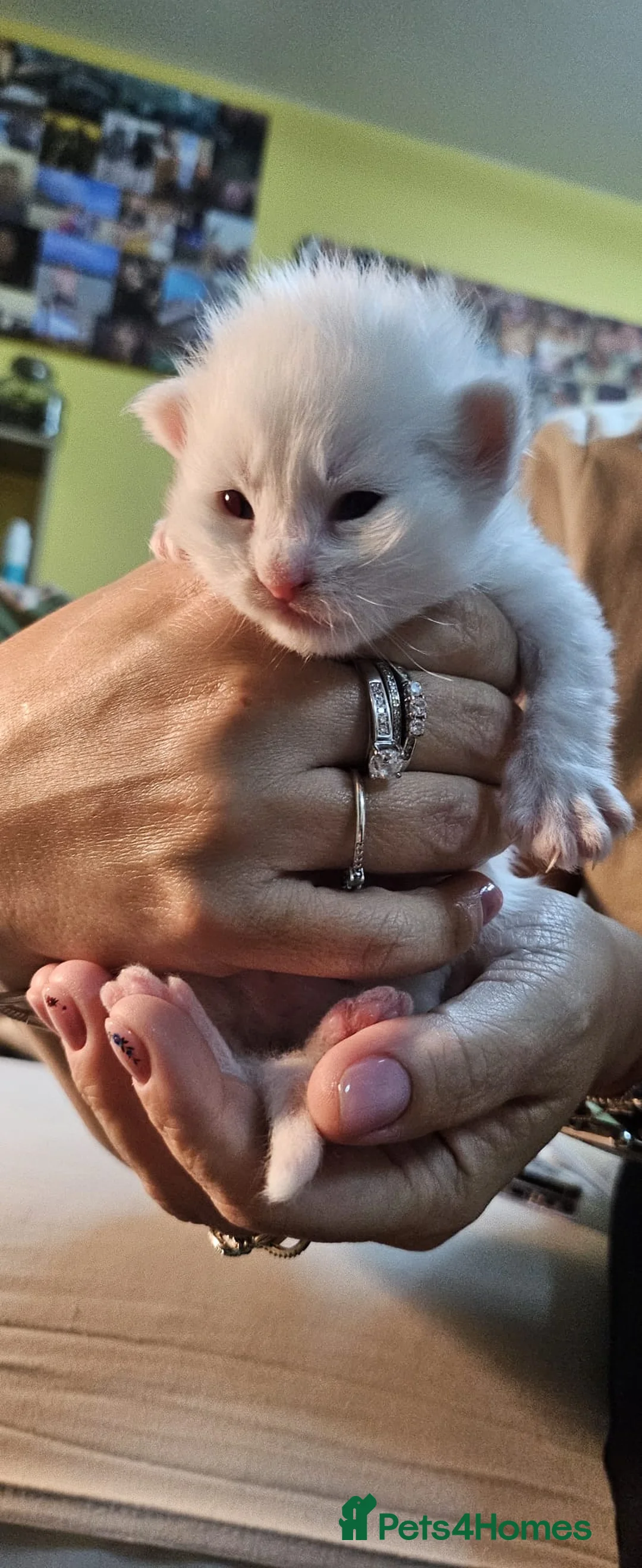 Maine Coon cats for sale: Maine Coon kittens - Advert 4