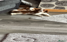 Cavalier King Charles Spaniel dogs for sale: Ready now Kennel club dna  clear cavalier puppies  - Image 26