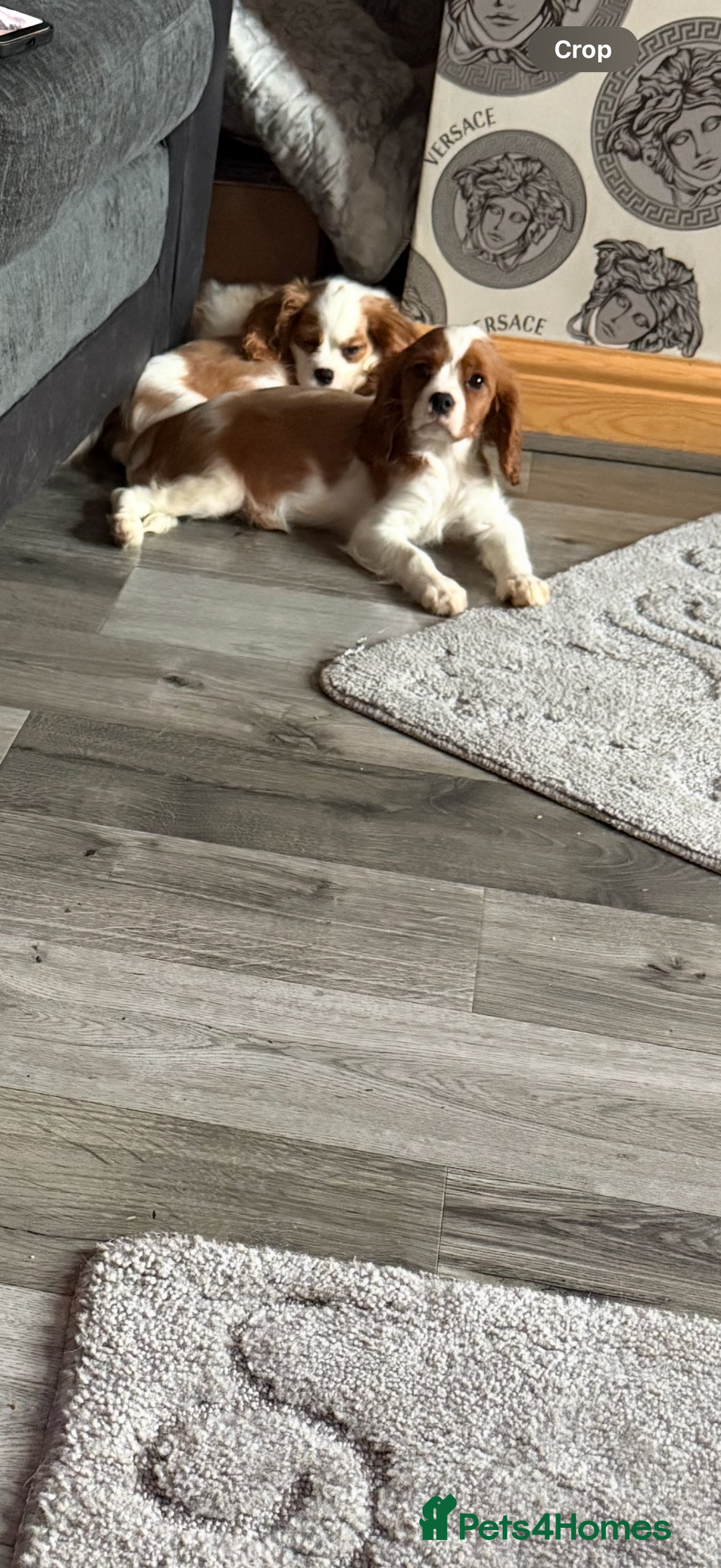 Cavalier King Charles Spaniel dogs for sale: Ready now Kennel club dna  clear cavalier puppies  - Image 26