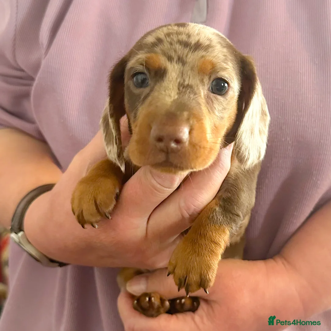 Miniature Dachshund dogs for sale: KC Reg Mini Dachshund Pups -PRA Clear- READY 15/10 - Advert 2