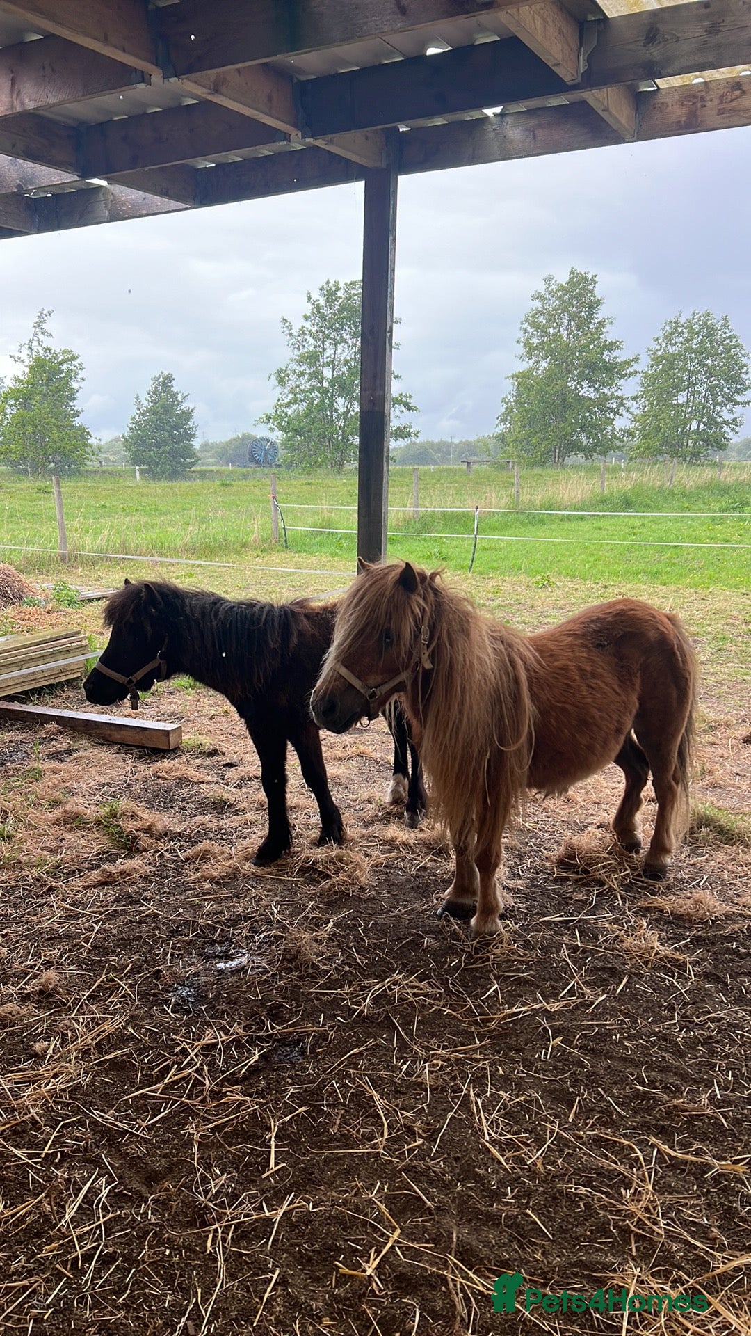 Shetland pony horses Shetland ponys  - Advert 5
