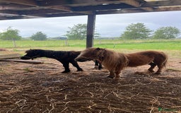 Shetland pony horses for sale: Shetland ponys  - Image 1