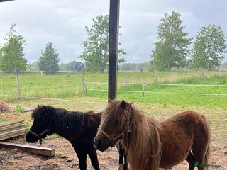 Shetland pony horses - Advert 17