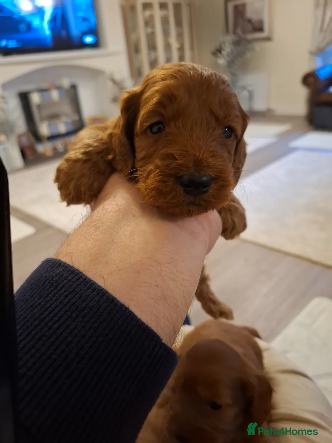 Cockapoo dogs for sale: Cockapoo puppies in Glenrothes - Advert 1