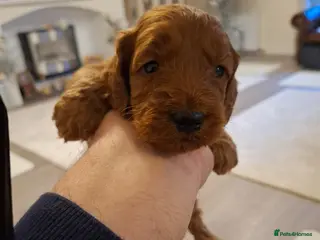 Cockapoo dogs Cockapoo puppies - Advert 2