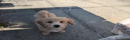 Poochon dogs for sale: F1 Poochon Puppies READY TO LEAVE *reduced* - Advert 11