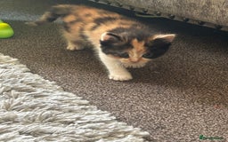 British Shorthair cats for sale: Gorgeous kittens - Image 2