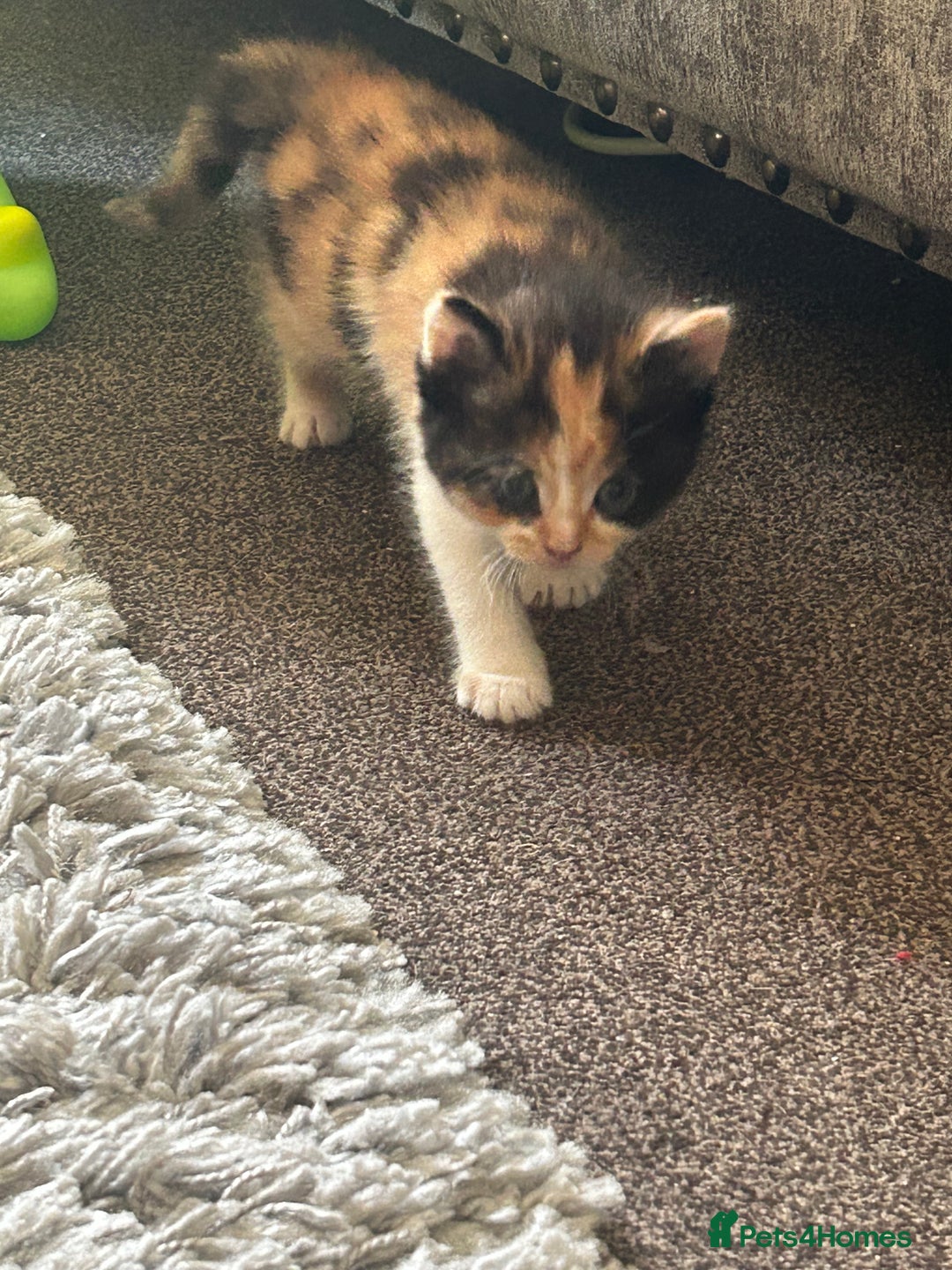 British Shorthair cats for sale: Gorgeous kittens - Image 2