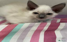 Ragdoll cats for sale: Ragdoll Kittens - Image 6