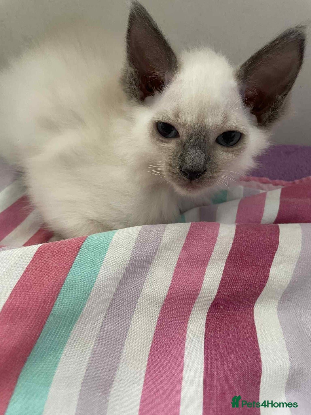 Ragdoll cats for sale: Ragdoll Kittens - Image 6