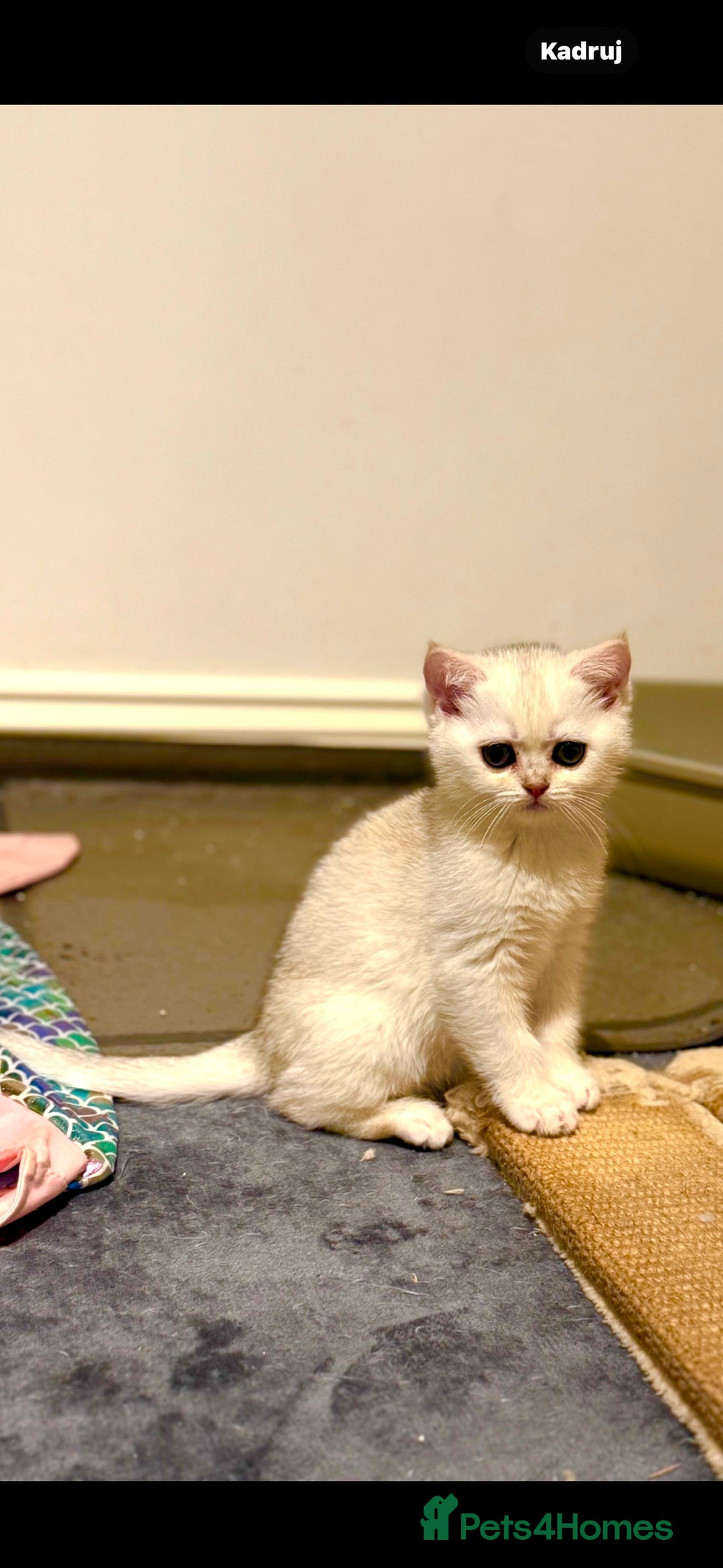 Scottish Fold cats for sale: Scottish purebred Fold and Straight kittens - Advert 6