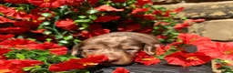 Miniature Dachshund dogs for sale: Long haired miniature dachshund  - Advert 30