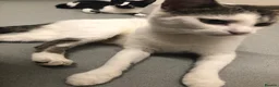 Mixed Breed cats for sale: Kittens needing homes in Malvern - Advert 2