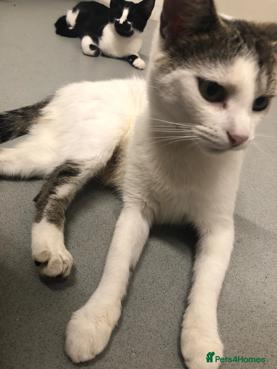 Mixed Breed cats for sale: Kittens needing homes in Malvern - Advert 2