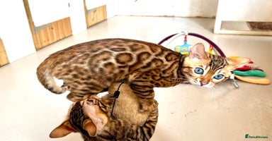 Bengal cats - Advert 12